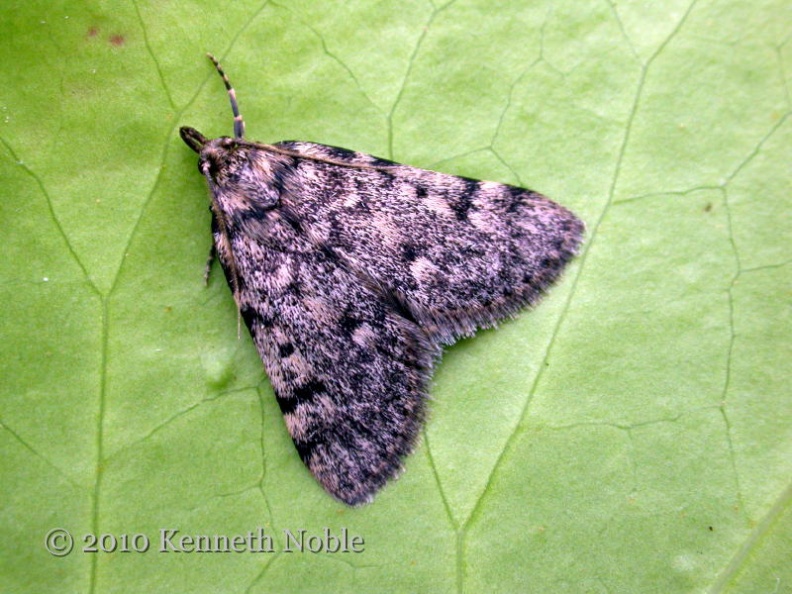 Aglossa pinguinalis ex10758 _800_.JPG